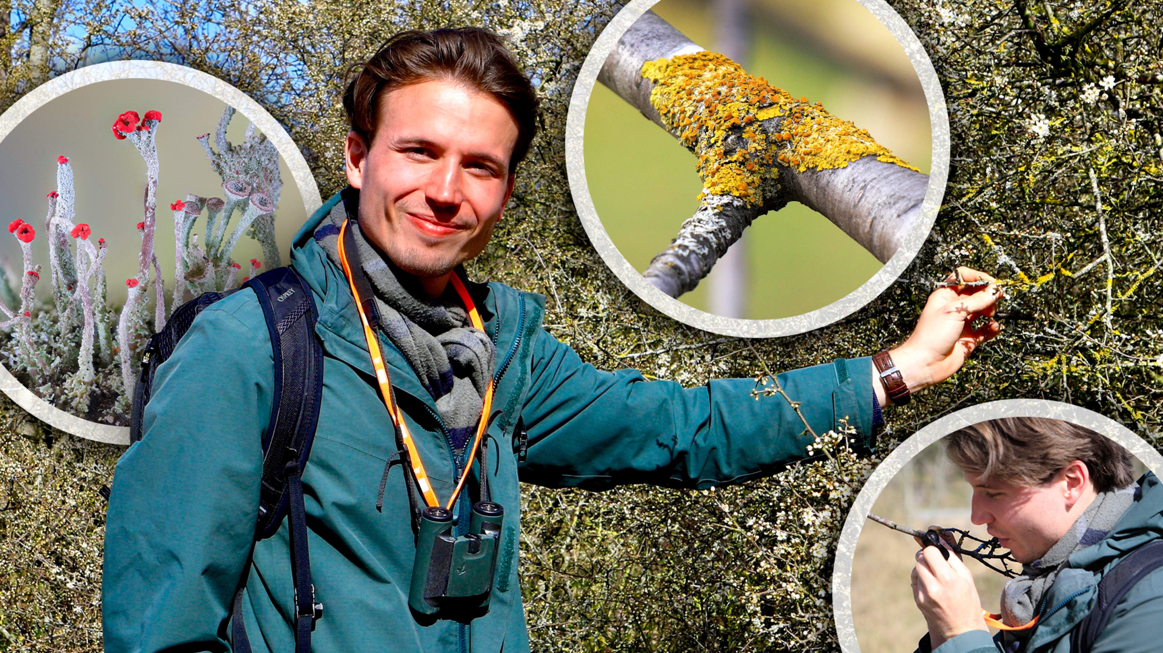 Kijk eens wat vaker omlaag: korstmossen op straat vertellen je over de staat van de natuur